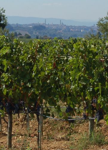 Raccolto della vendemmia 2012 Chianti Classico